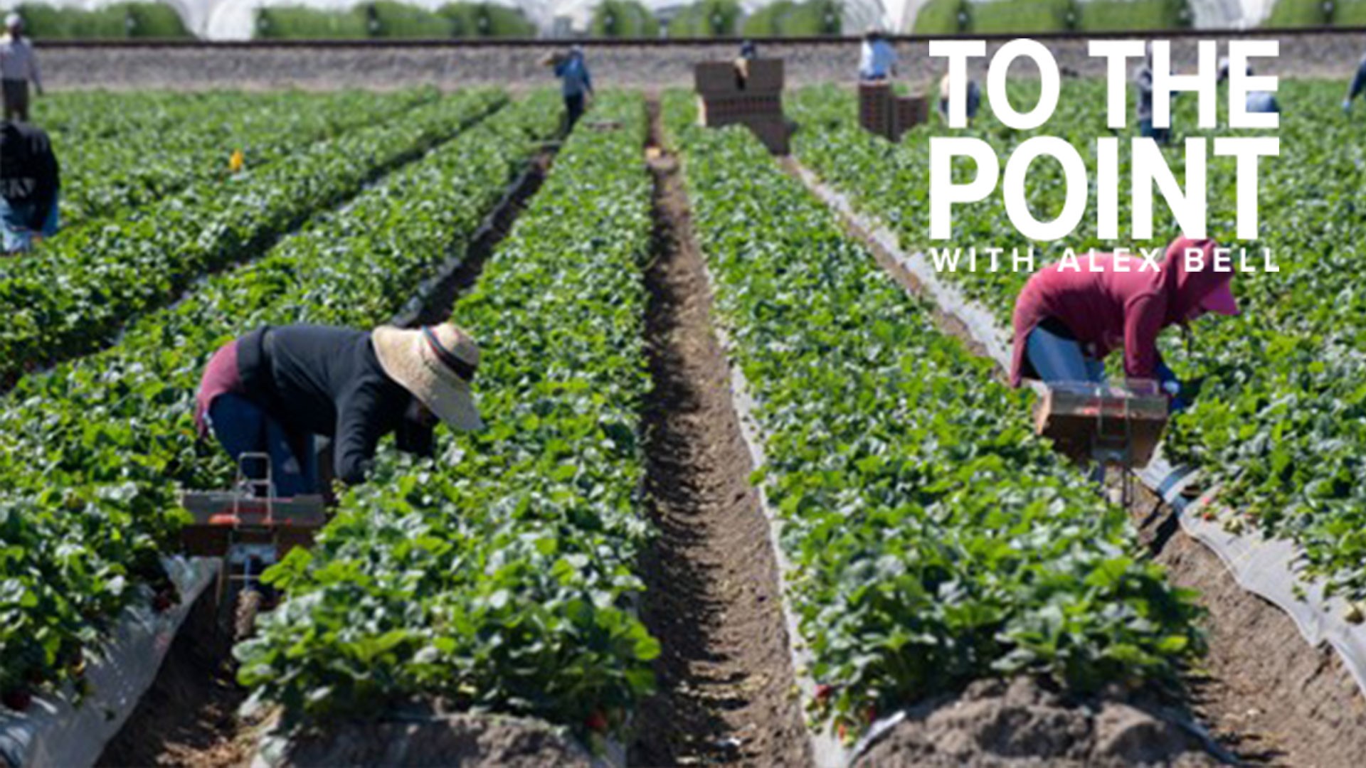 Holiday help arrives for Northern California farmworkers | To The Point