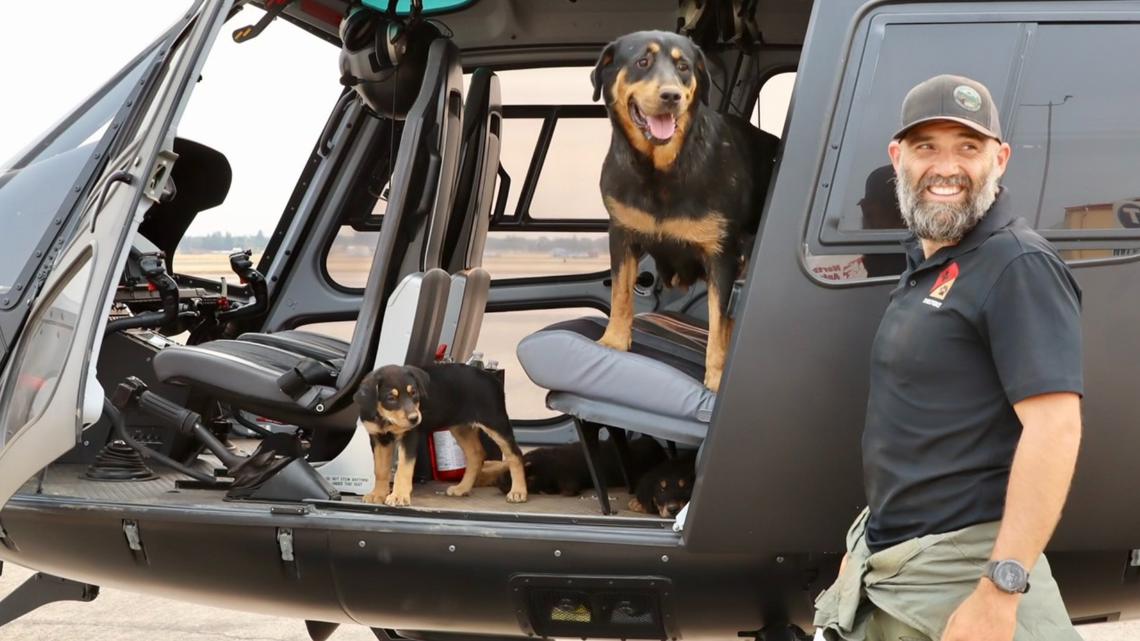 5 Rottweilers rescued from Butte County Park Fire | Wildfires | abc10.com