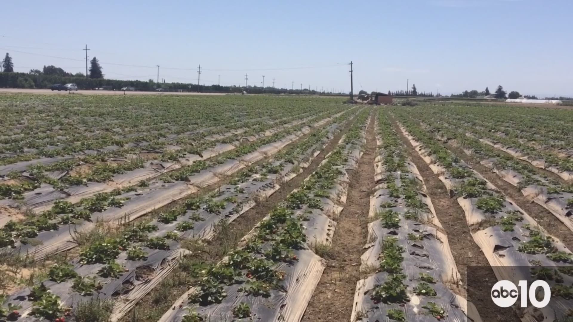 April showers damaging strawberry crops | abc10.com