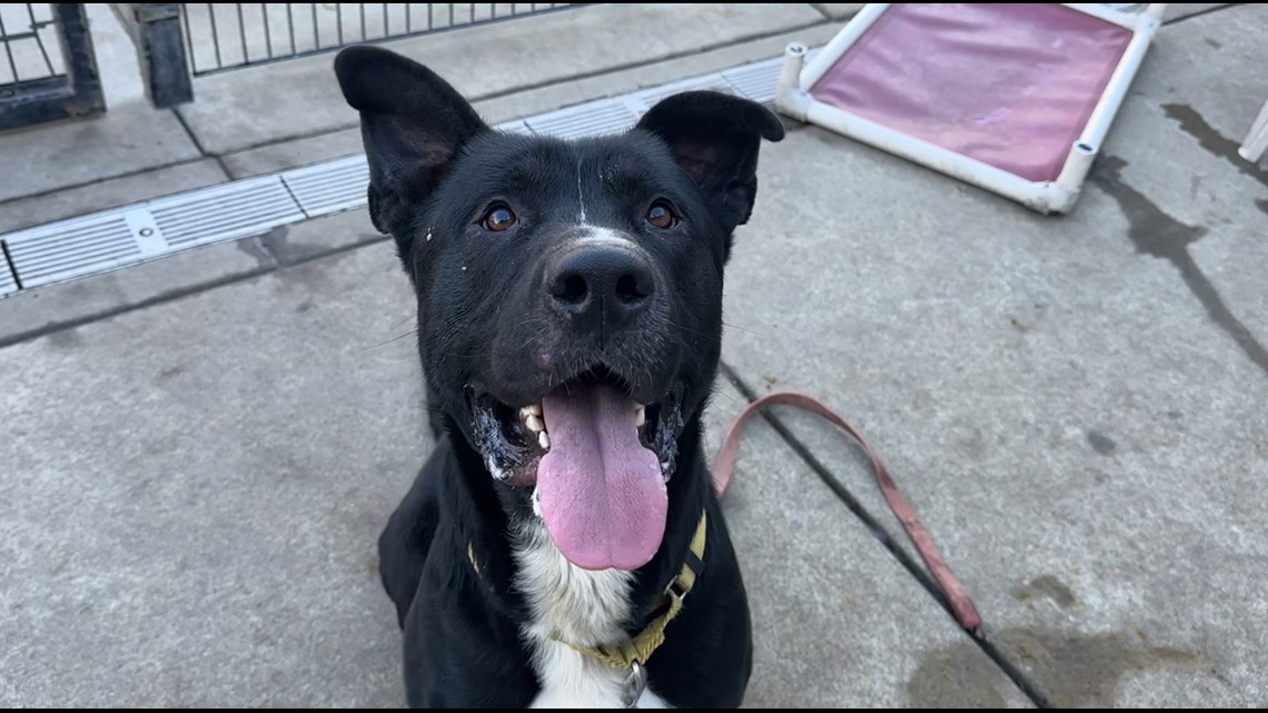 Meet this Gentle Giant at Bradshaw Animal Shelter