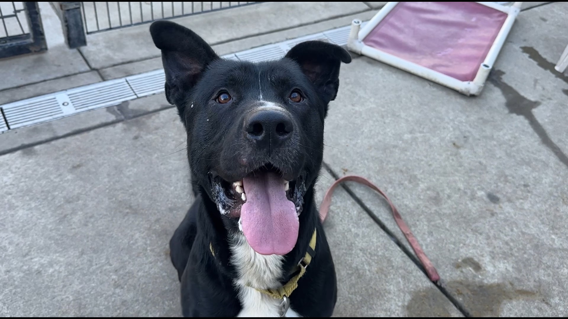 Meet this Gentle Giant at Bradshaw Animal Shelter