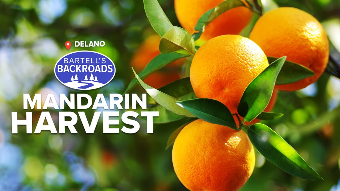 How mandarins became a holiday stocking staple - Vimarsana News