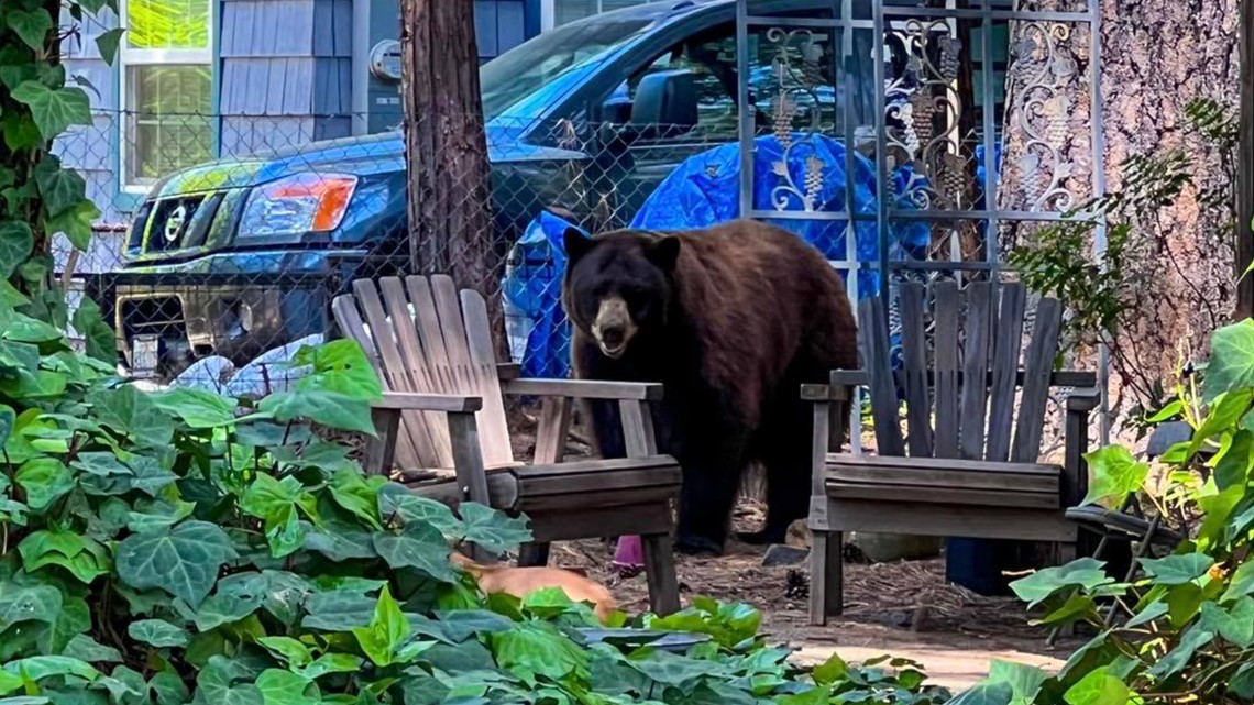 Wandering bear causes lockout at two Nevada City schools