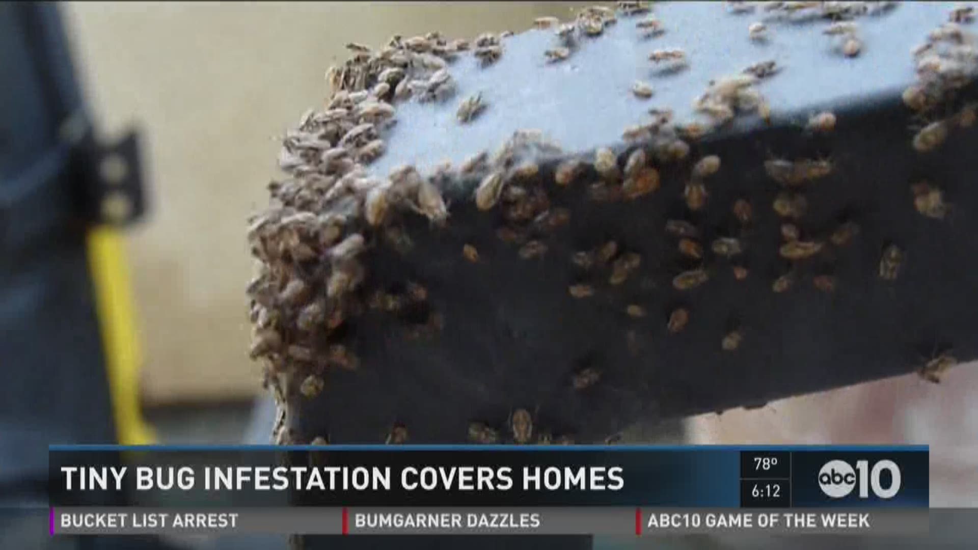 Reports of tiny bugs infesting homes have been popping up in several parts of the Central Valley. (Oct. 6, 2016)