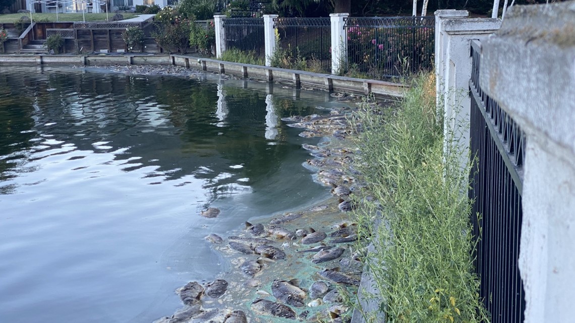 Dozens of dead fish wash up on Brookside Lake in Stockton - Vimarsana News