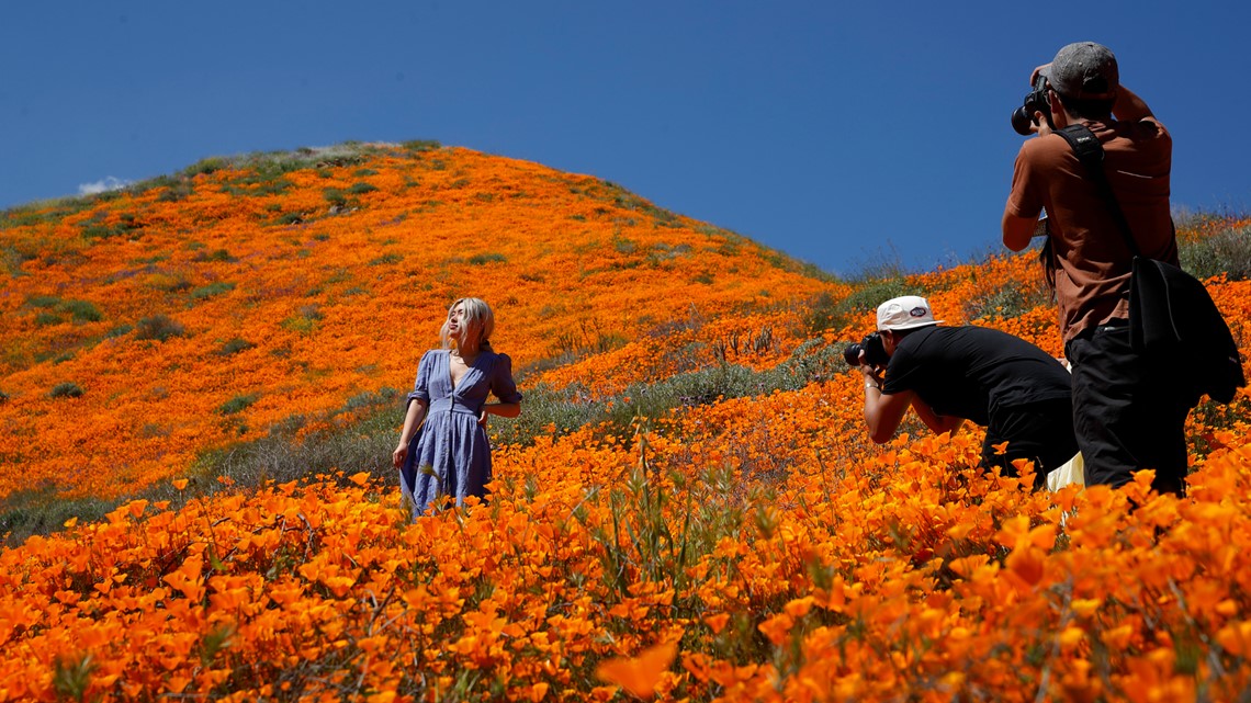 Photos Southern California wildflower bloom