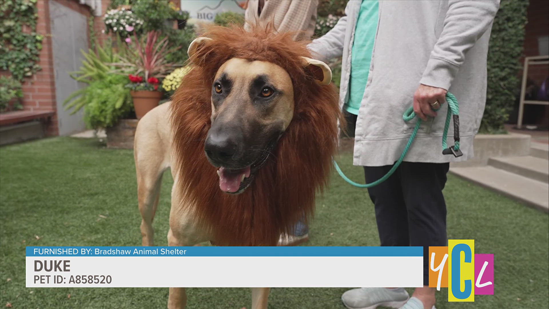 Duke is a 2-year-old Great Dane and German Shepherd mix whose adoption feed have been waived at Bradshaw Animal Shelter. Meet the gently giant yourself!