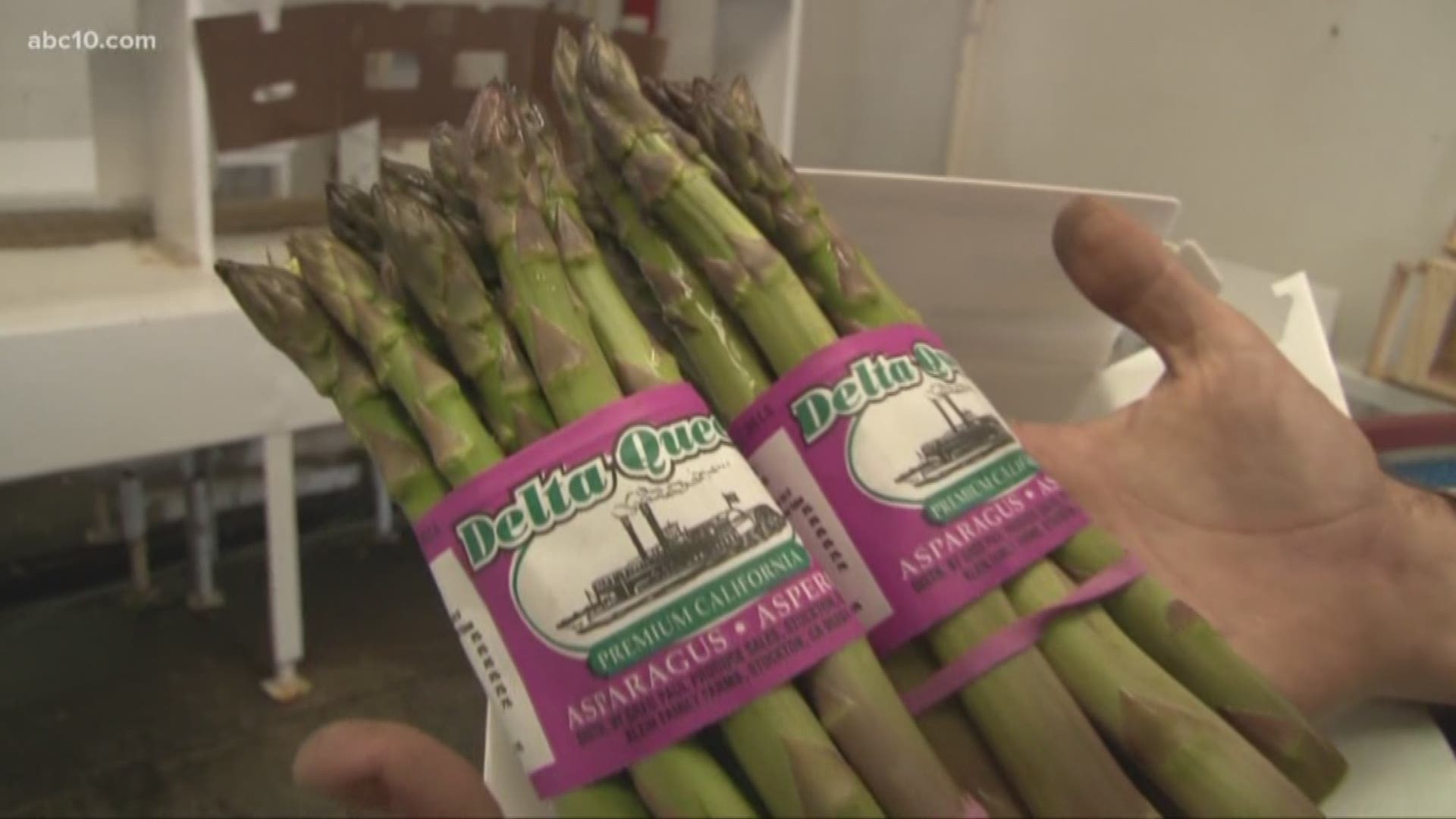Despite Delta asparagus disappearing almost for good, the annual San Joaquin Asparagus Festival set for next weekend will go on - with California grown asparagus.