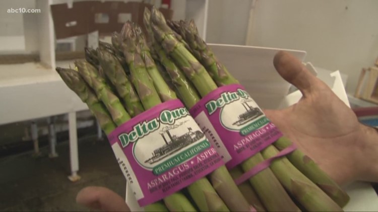 Stockton Asparagus Festival 2020 Asparagus Festival will go on, despite near extinction of Delta Stockton Asparagus Festival 2020 Asparagus Festival will go on, despite near extinction of Delta