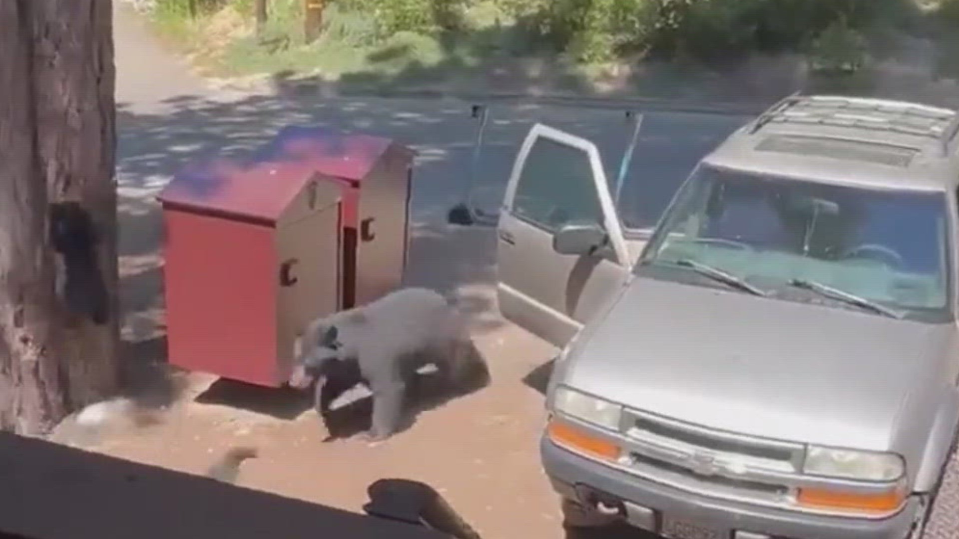 Ray Harper and Samantha Hope caught a black bear and her cubs try to hop into the backseat of a car before scaring them off.