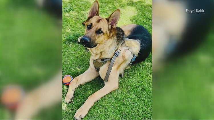 Federal complaint makes last ditch effort to spare Elk Grove dog that bit officer