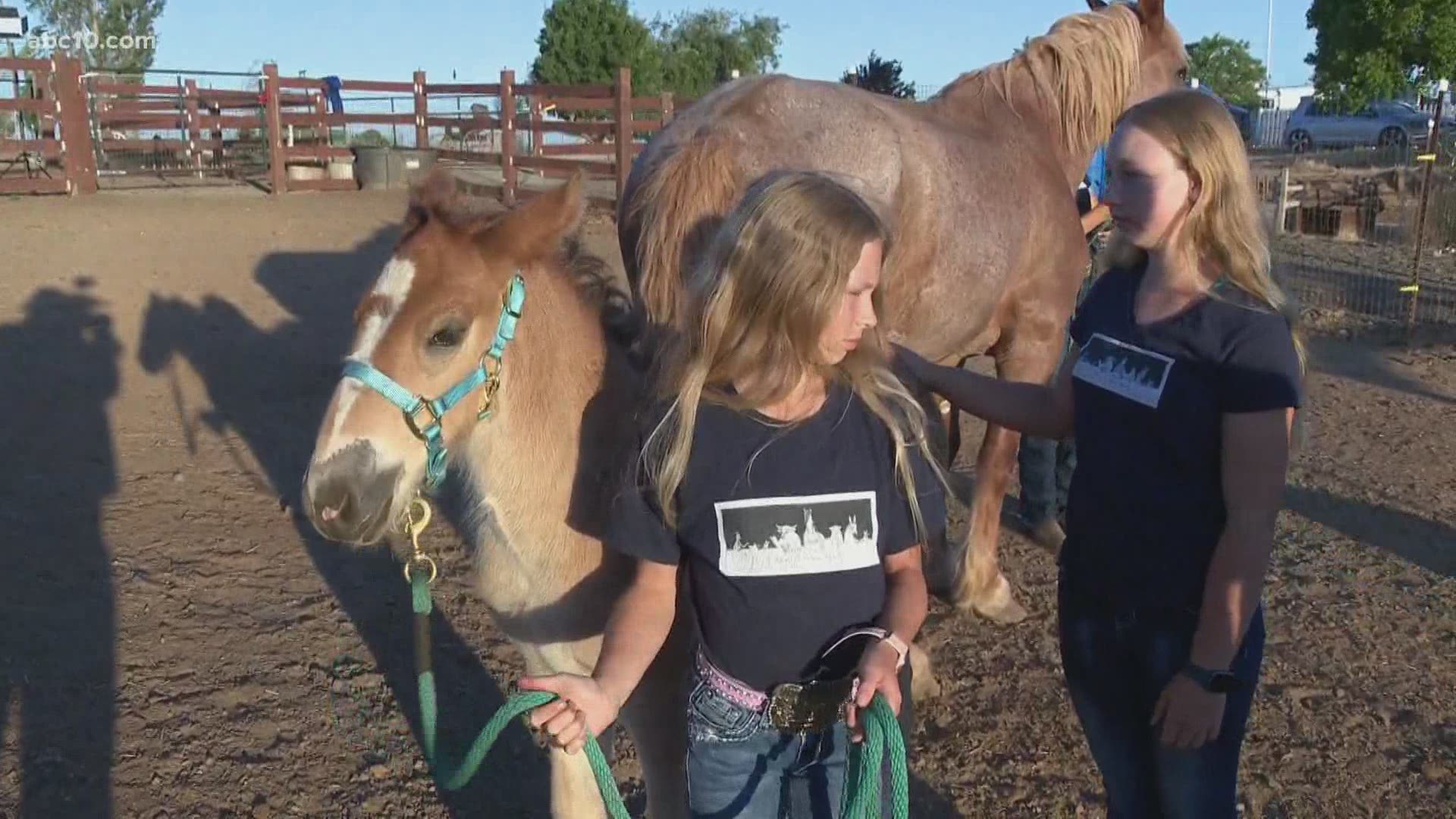Raise a Glass Ranch has baby Clydesdale horses, already 4 feet tall!