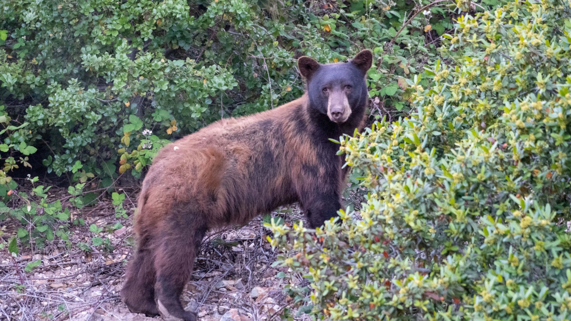 Authorities are warning people in the area of Woodcreek Park in Fairfield to be cautious after bear sightings were reported in the area.