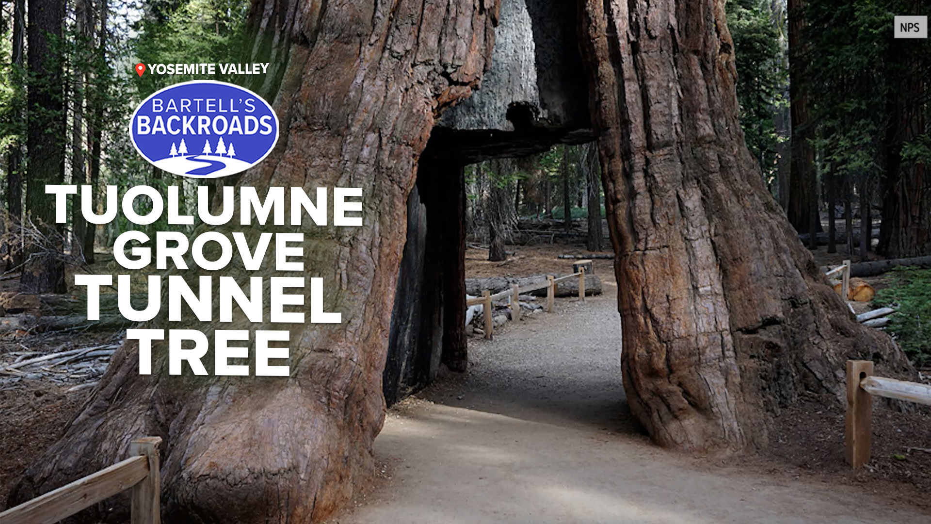 It was once the main entrance to Yosemite. Here's how you can get to see the iconic Tunnel Tree.