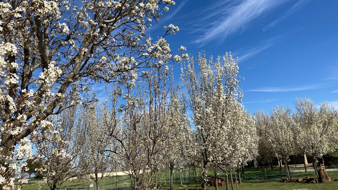 Terrible Smelling Ornamental Pear Trees In Sacramento In Bloom Abc10 Com