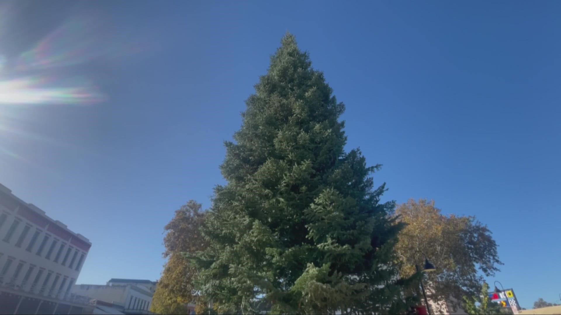 The tallest Christmas tree in the Sacramento region arrived in Old Sacramento Monday morning from Shasta County.