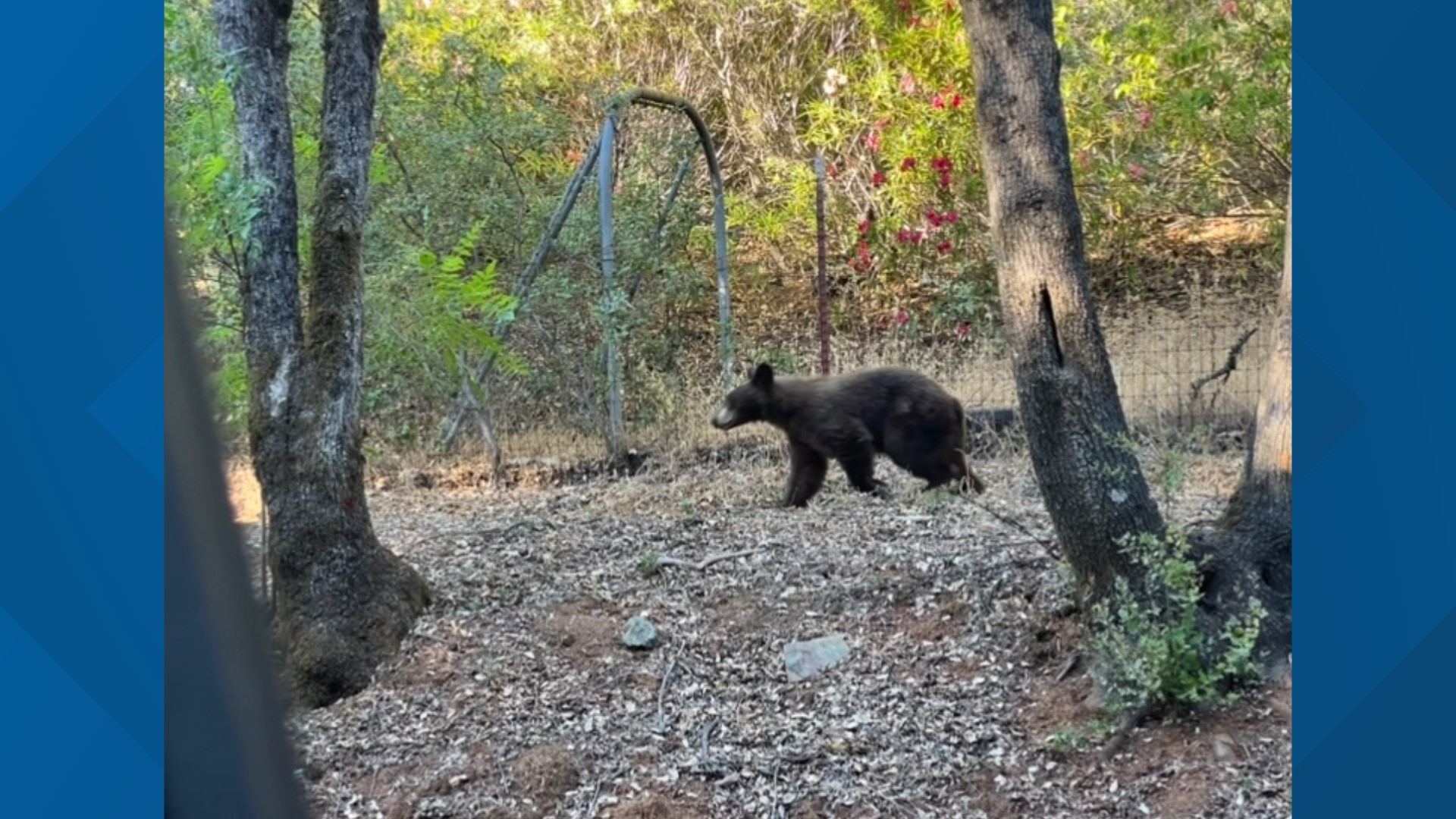 Police said they were advised a young bear was running around the Auburn Ravine and Elm area, and are reminding people not to approach it.