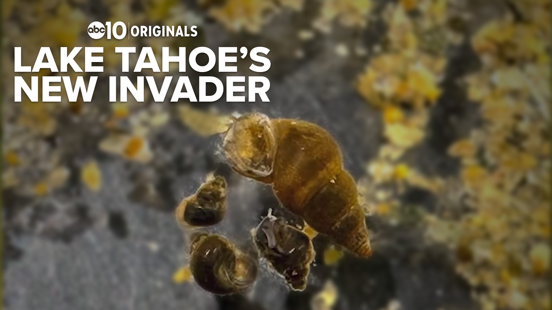 They may be tiny but these invaders from New Zealand could cause huge problems for Lake Tahoe.