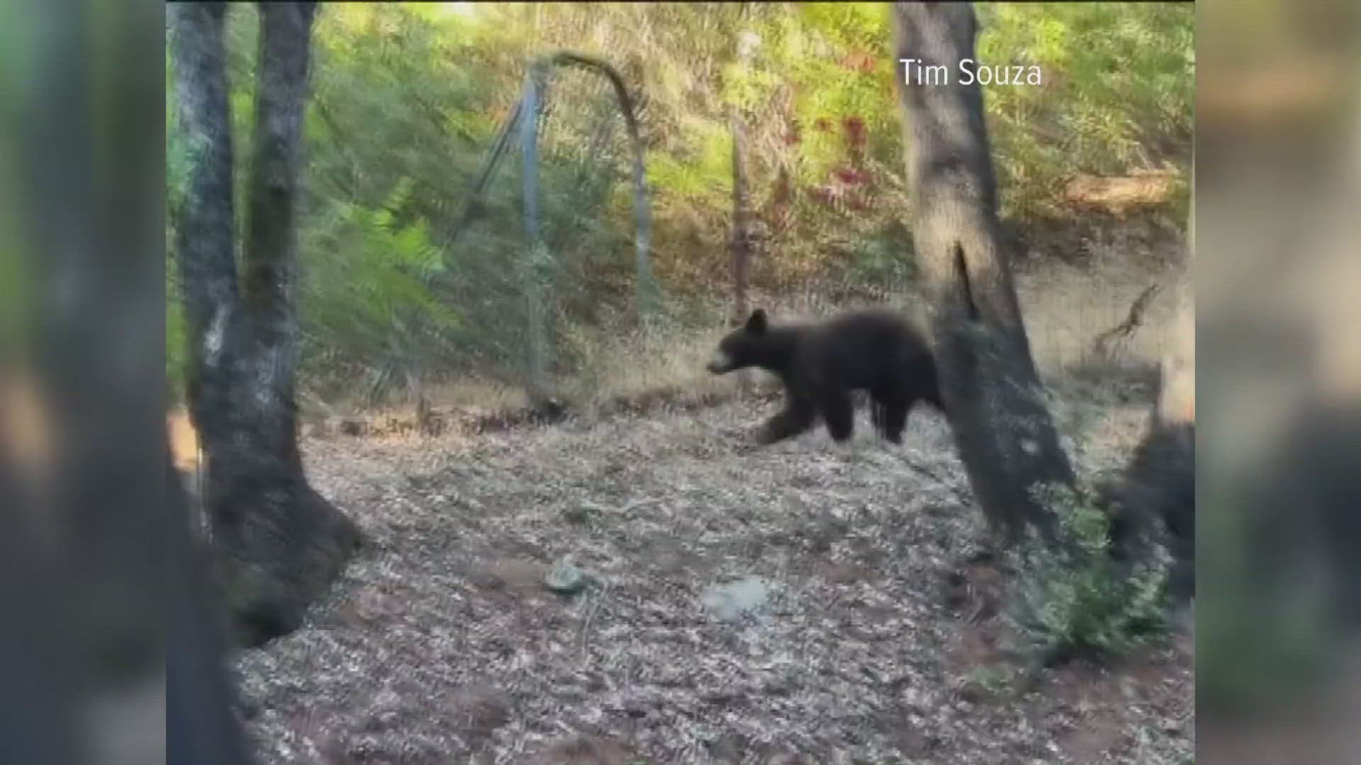 There have been multiple sightings of a young black bear in an area spanning several blocks near Ashford Park.