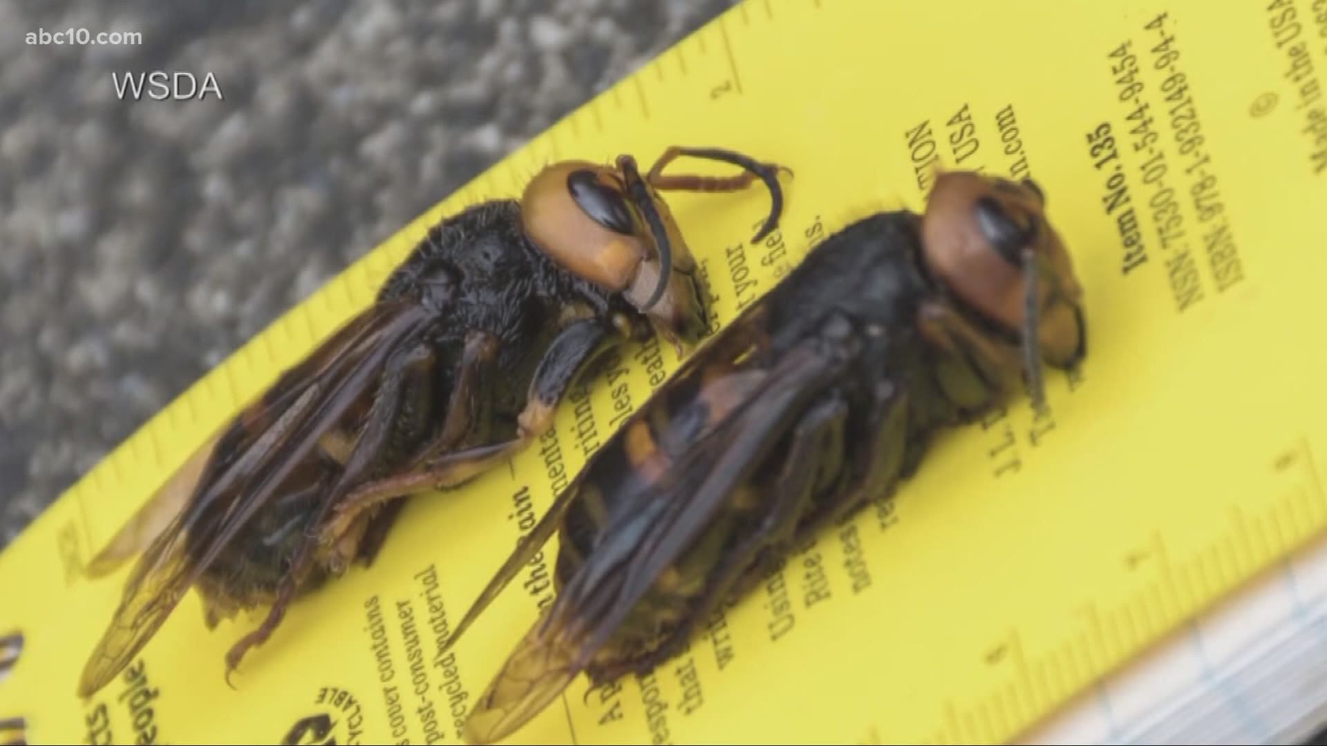 Murder hornets attack honeybees, which help pollinate the crops in the Sacramento and San Joaquin vallies.