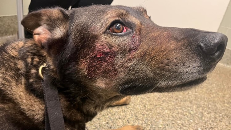 Fairfield robbery suspect accused of biting, stabbing K9