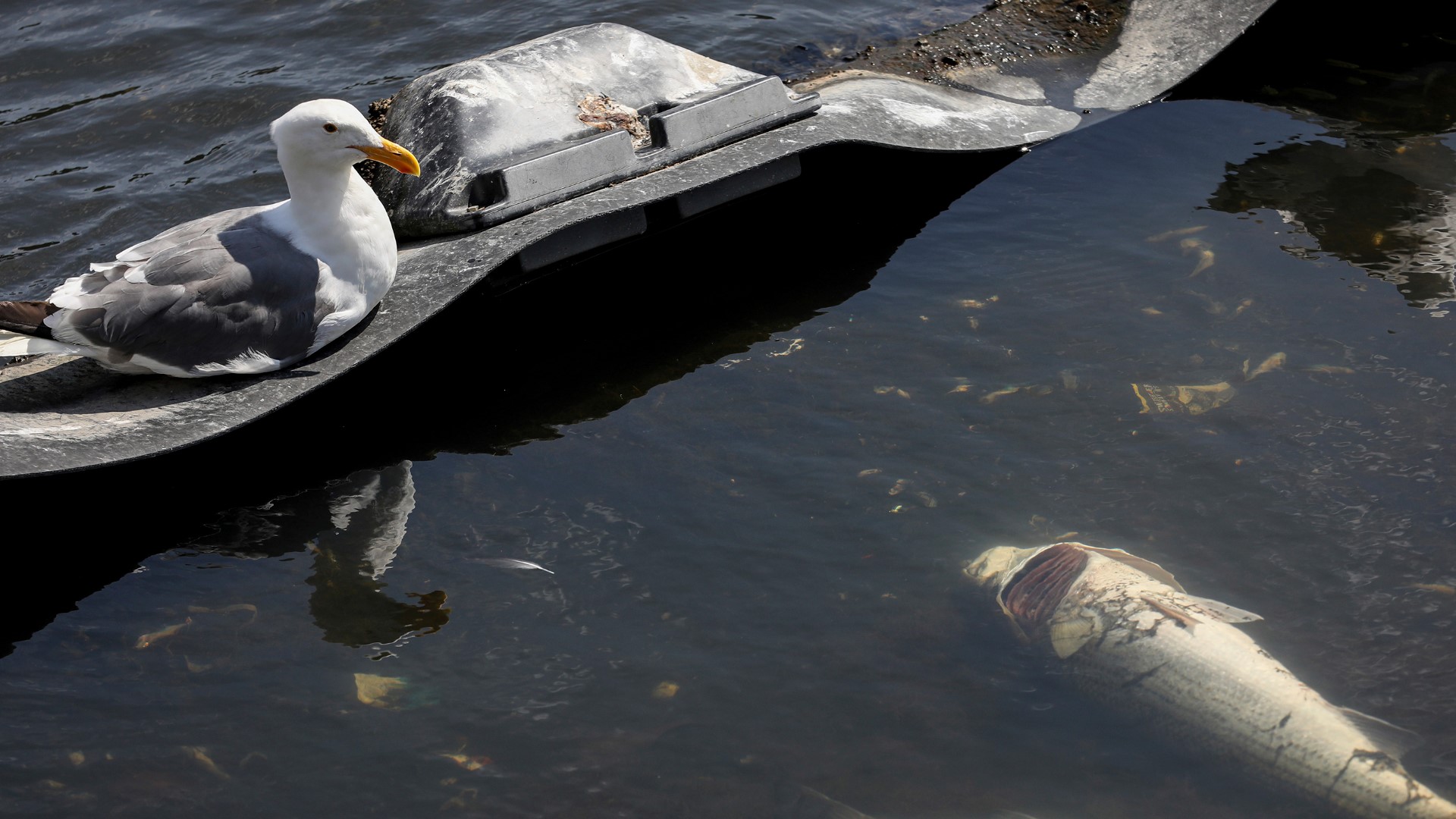 The fish die-off at Lake Merritt and at spots throughout the Bay Area may be due to a harmful algae bloom that has been spreading across the bay since late July.