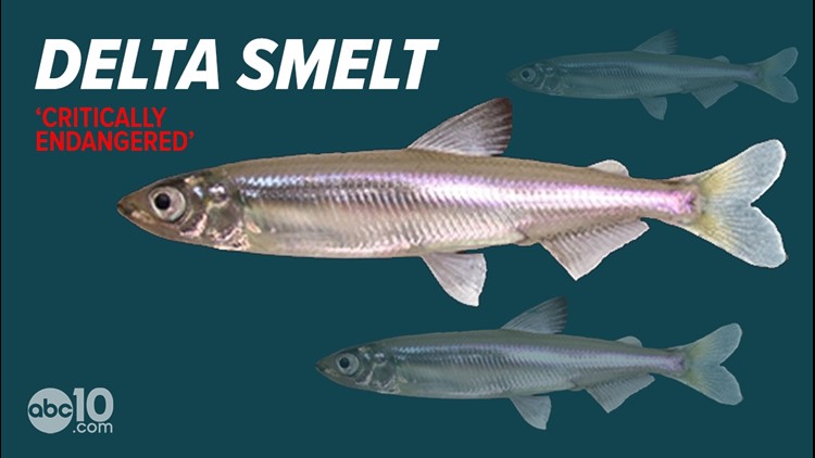 'Critically endangered' delta smelt fish not caught in Sacramento since 2017