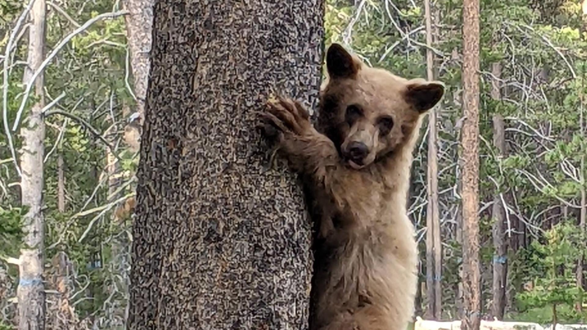 A hiker in Auburn State Recreation Area fell and got injured after a bear encounter, highlighting seasonal bear activity in California.