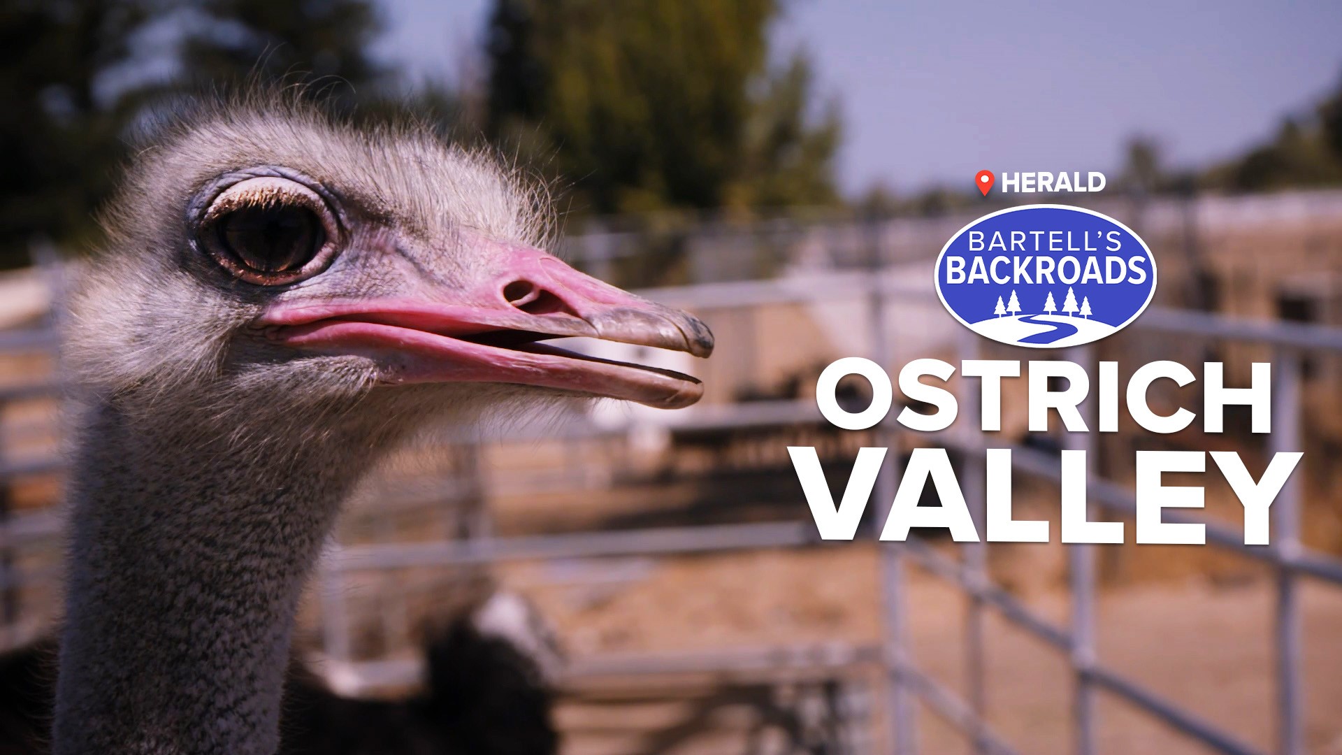 All About Ostrich Eggs (and What You Can Do With Them) - American Ostrich  Farms