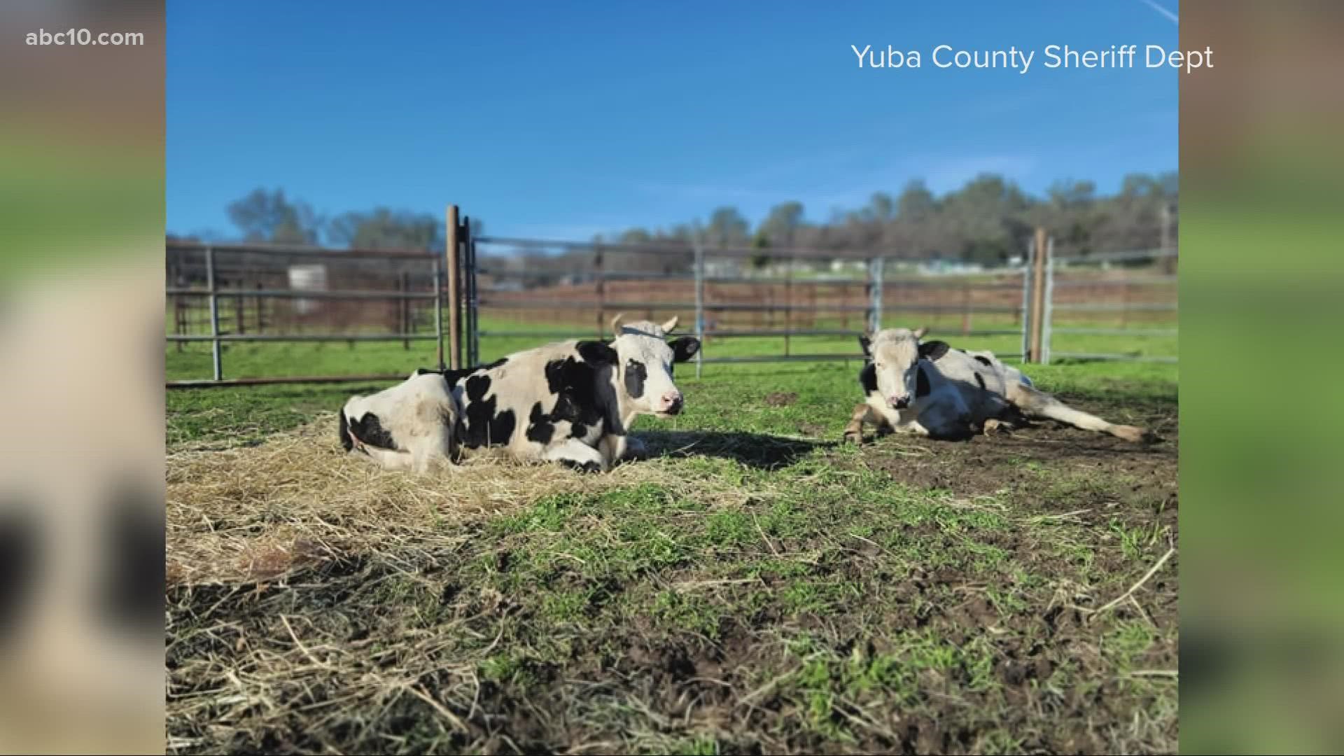 Yuba County Animal Care Services, along with the deputies, seized the 61 animals living inside the uninhabitable residence.