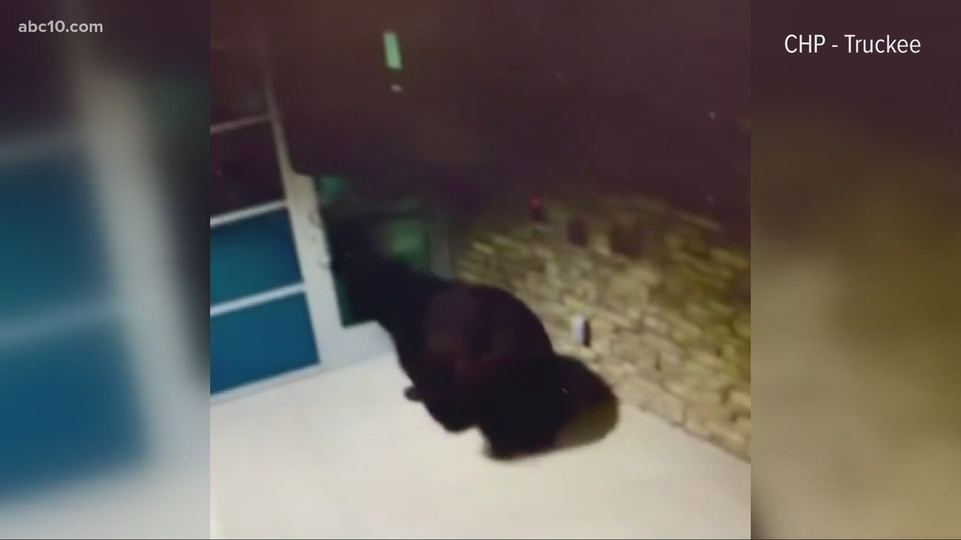 Bear visits CHP office in Truckee