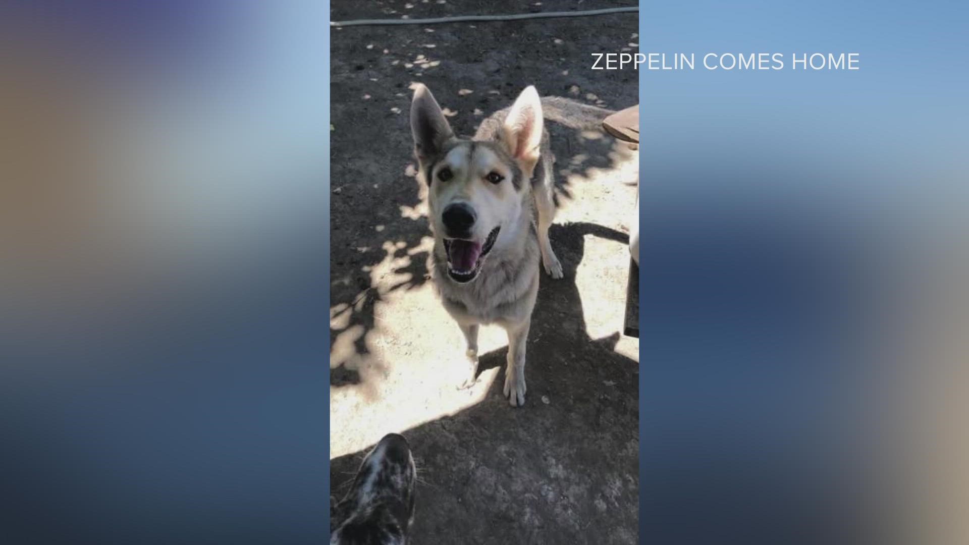 Zeppelin has been missing from West Sacramento for the past 14 months. However, he and his owner will soon be reunited after he was found in Kansas.