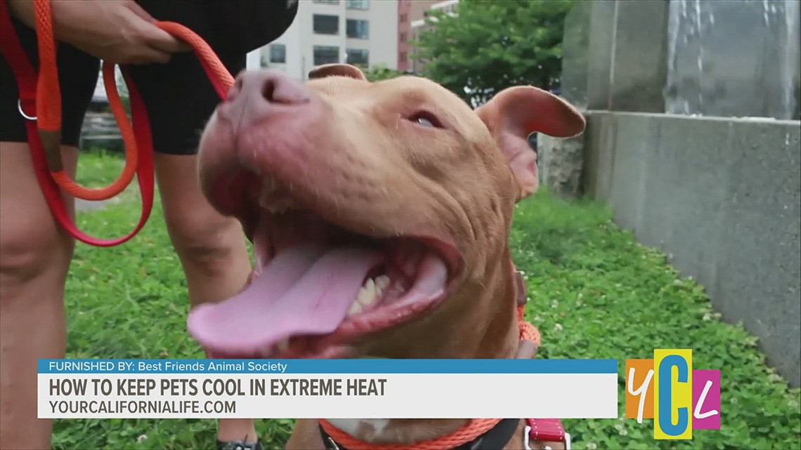 Learn How to Keep Pets Cool in Extreme Heat