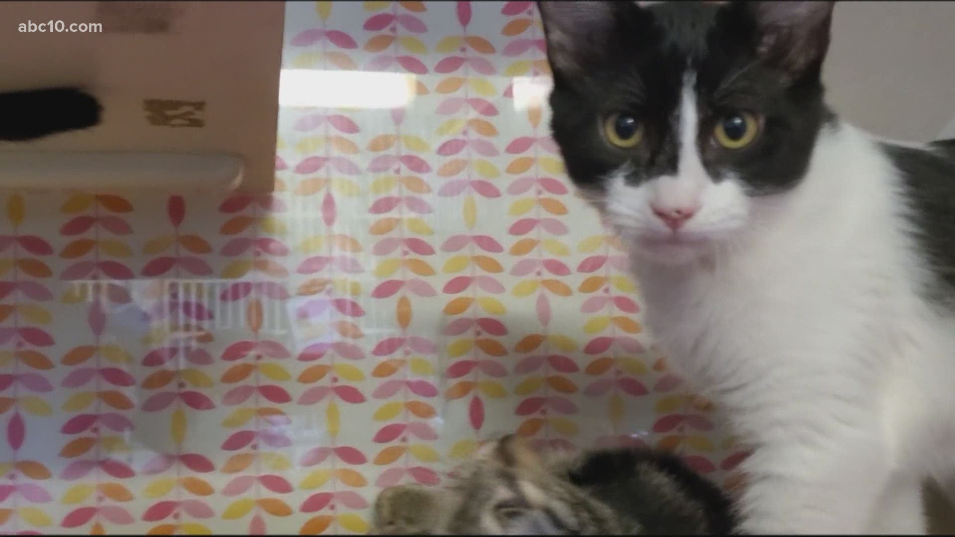 Yolo County Animal Shelter shares some kitten 'pawsitivity'