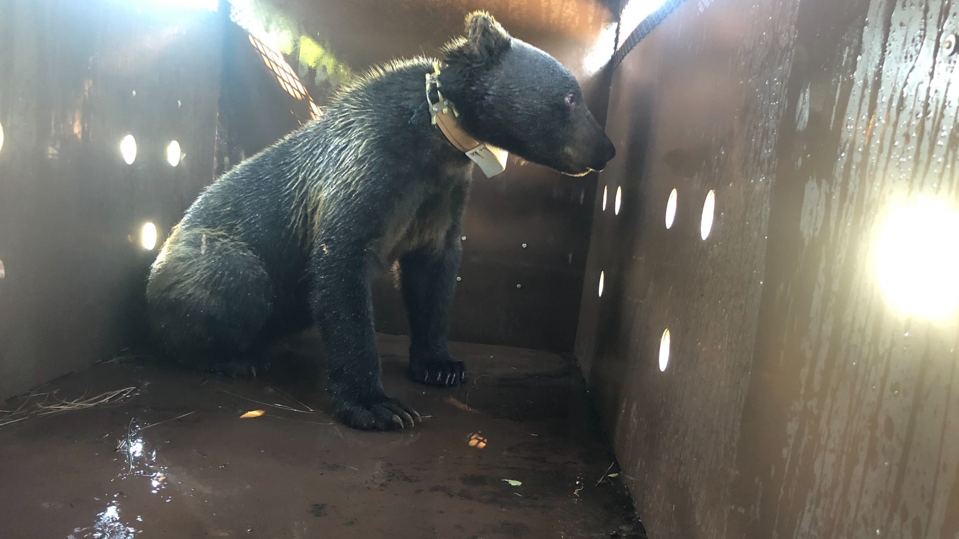 Crews with Fish and Wildlife tranquilized the bear and checked it out in the lab before releasing it back into the wild.