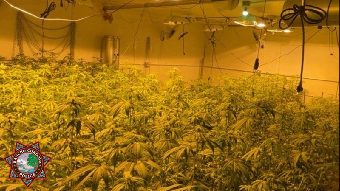 Rancho Cordova police find 285 live marijuana plants at house - Vimarsana News