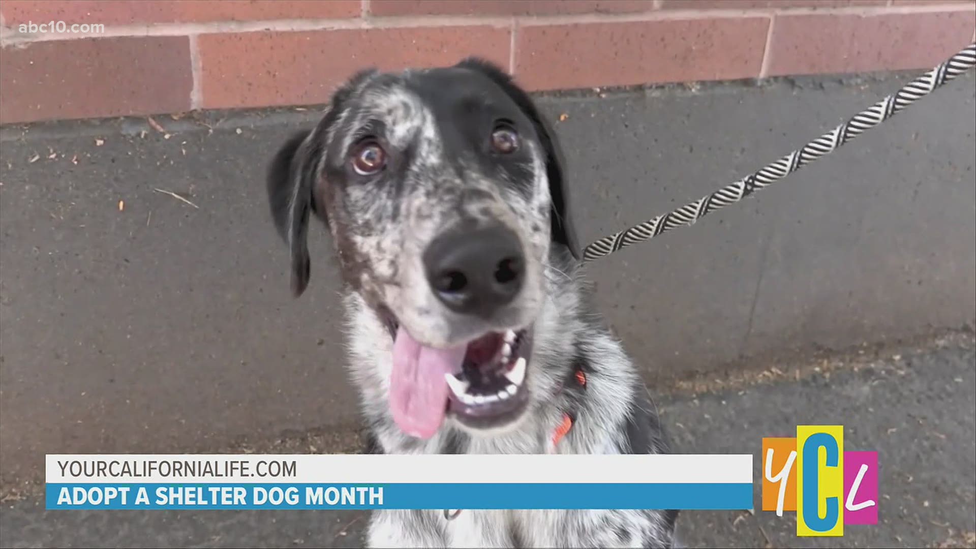 Tips for Finding the Perfect Pooch During Adopt a Shelter Dog Month |  