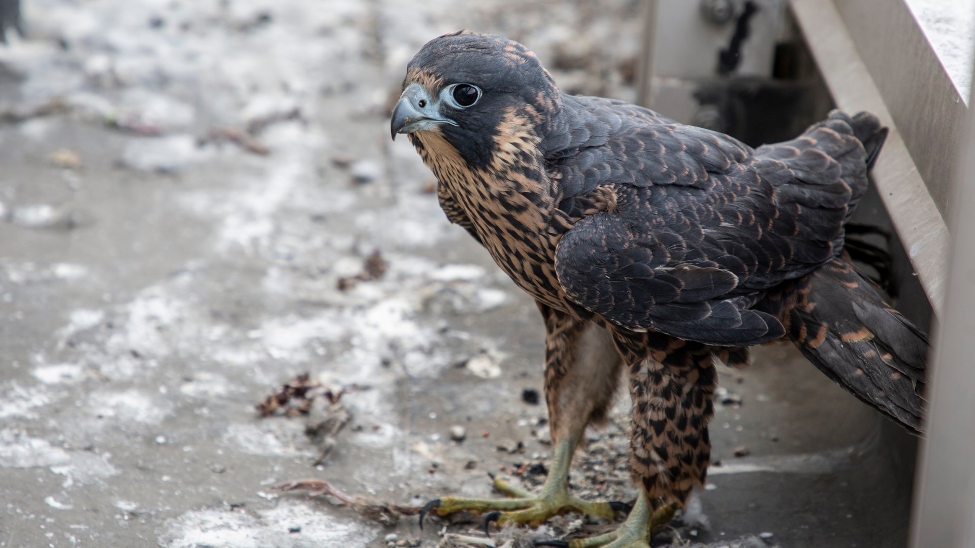 Wildlife Care Association brought back UC Davis' peregrine falcon after it was found harrassed by crows a block away from the medical center.