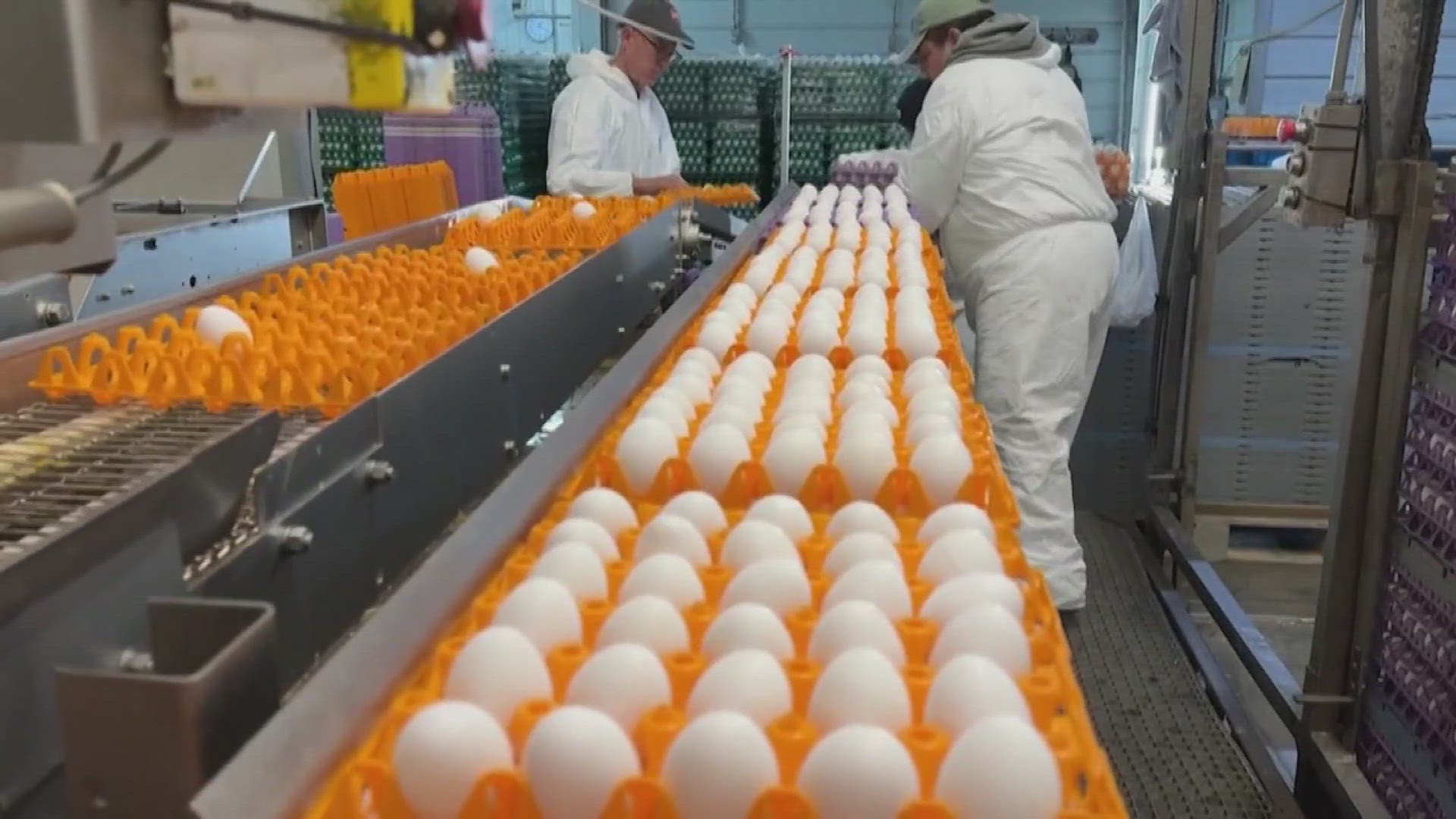 Egg prices are on the rise again as a lingering outbreak of bird flu coincides with high demand holiday period.