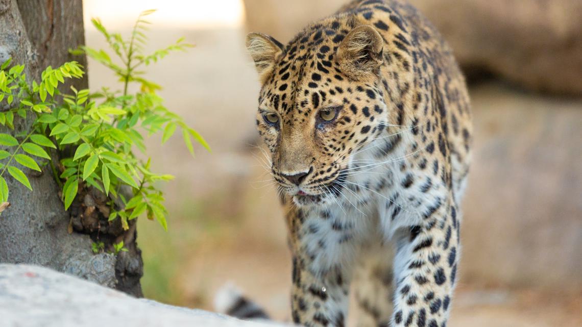 Endangered Leopard Dies In California Zoo | Abc10.com