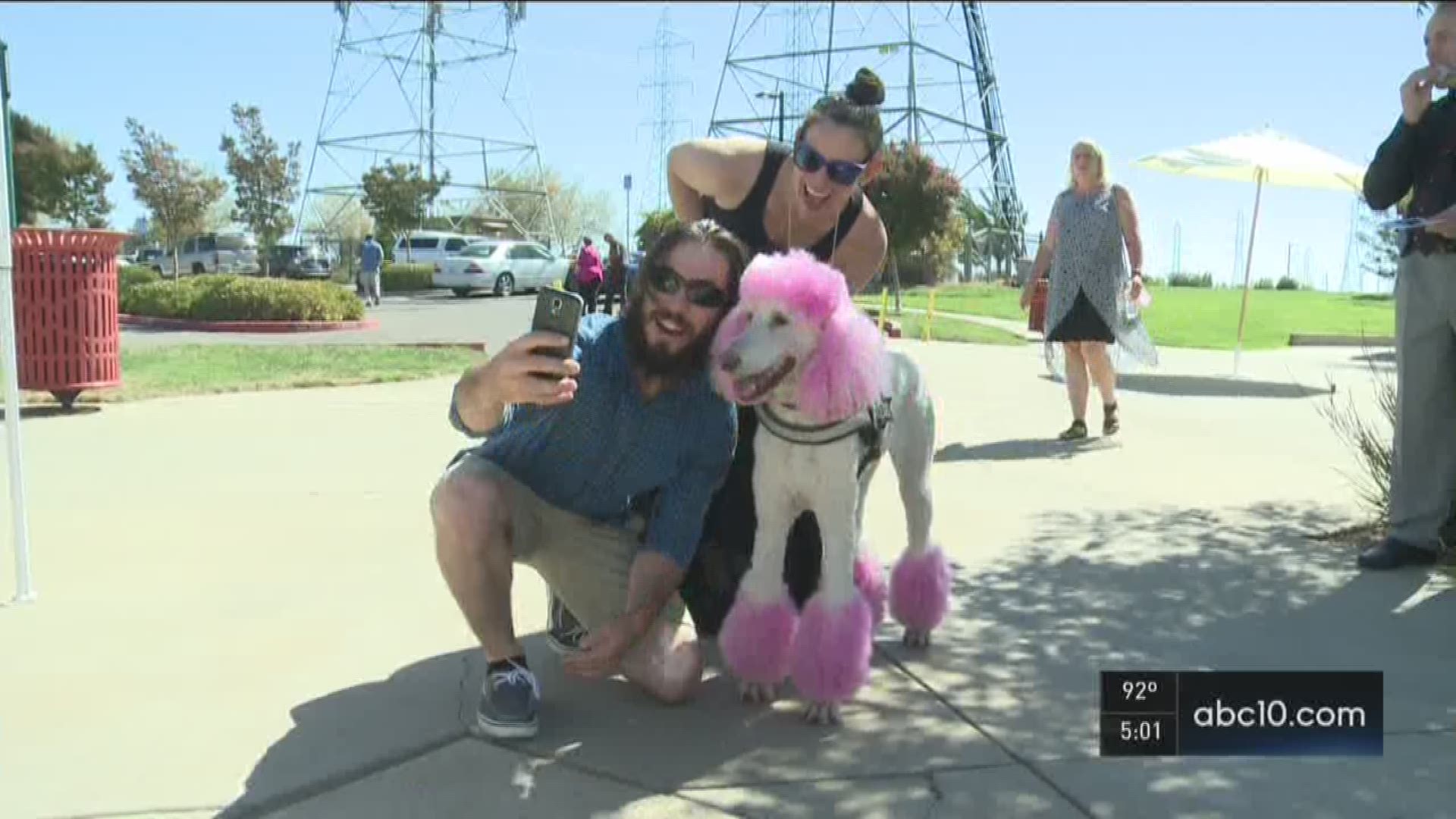 Gov. Jerry Brown signed into law a bill that allows Californians to rescue animals trapped in hot cars without fear of prosecution.