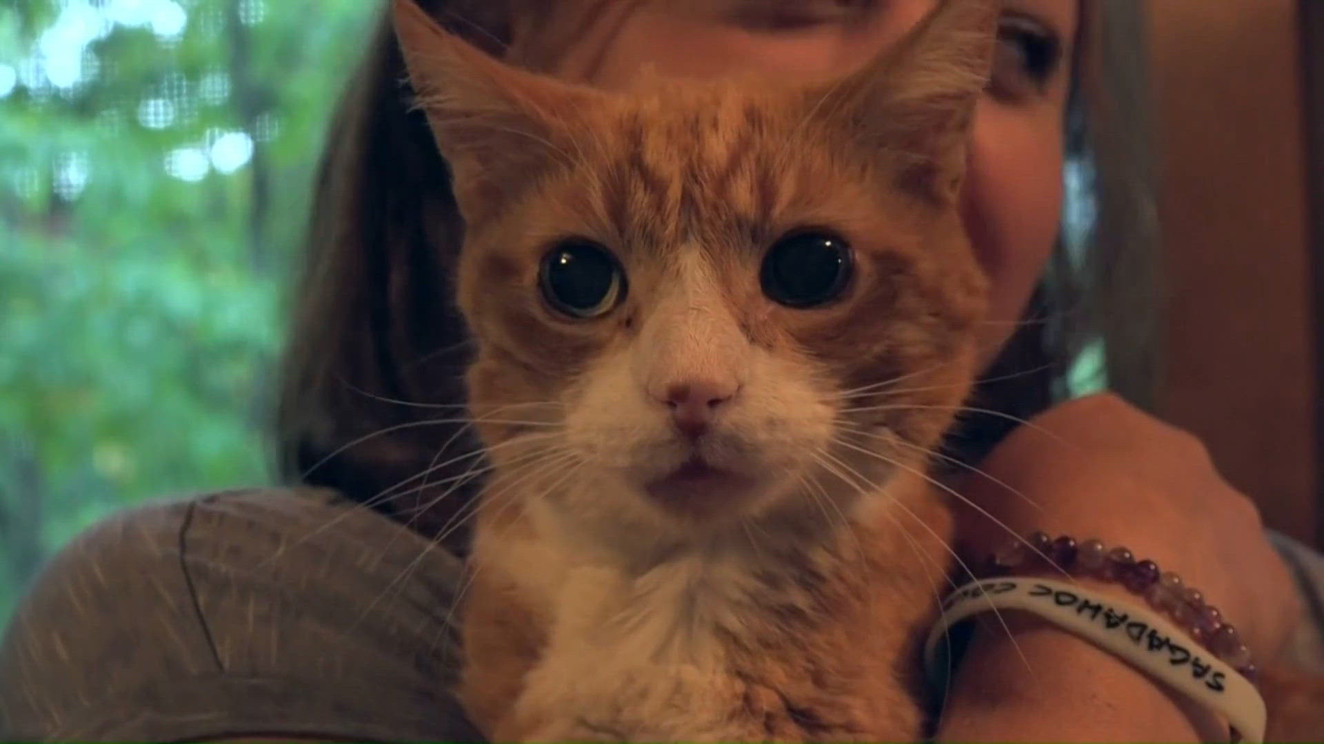 'My childhood best friend': Maine woman reunites with missing cat more ...