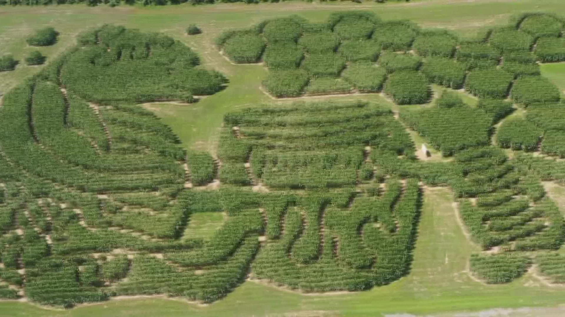 The Treworgy Family Orchards corn maze in Levant sits on four acres and has once again been nominated for the USA TODAY Best Corn Maze in the country.