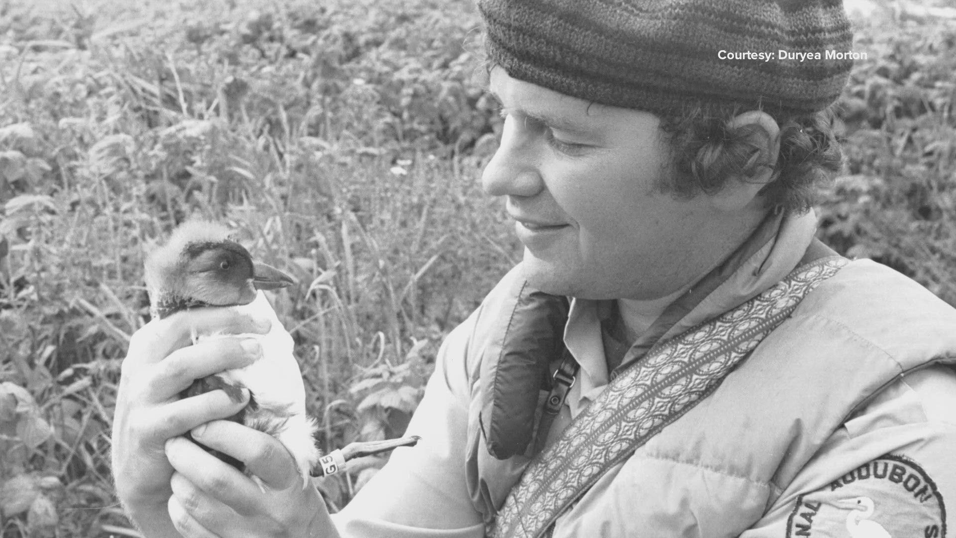 Maine has a puffin population thanks to one determined researcher who hatched a plan more than 50 years ago. His idea was to help repopulate the colonies.