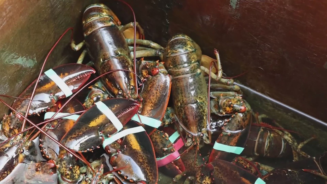 Lobster populations off New England coast are declining, report shows ...