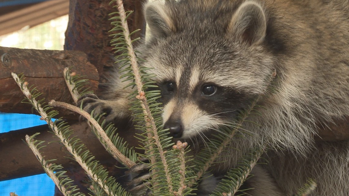 Man exposed to rabies after handling raccoon in Maine