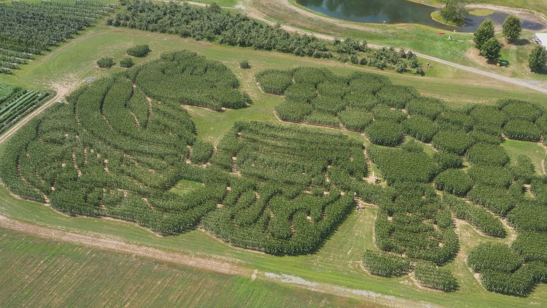 The "Winnie the Pooh" themed maze was designed in honor of the book's 95th anniversary. The maze has 60,000 corn plants in total.