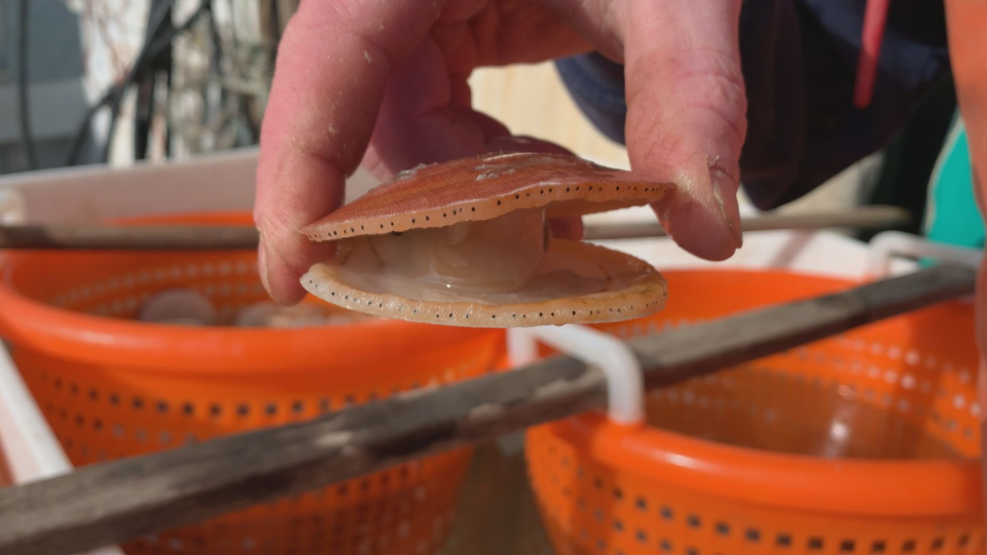 Farmed sea scallops are not only sustainable, they help their habitat. Marsden Brewer started farming scallops in Maine after learning from the Japanese.