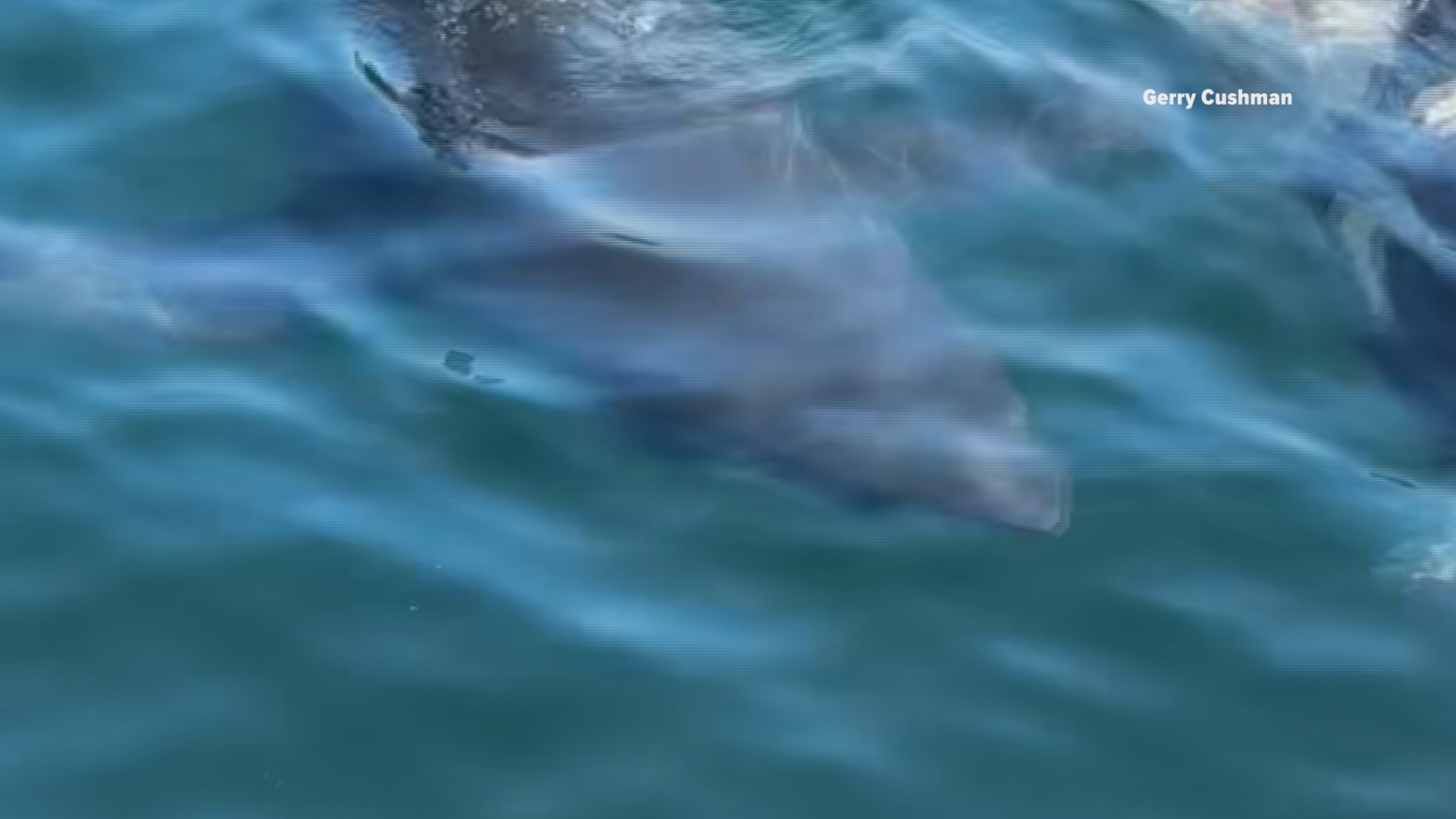 Lifeguard survives after great white shark pulls him underwater off coast of Maine The lifeguard said he was pulled about 5 to 6 feet below the surface before freeing himself.