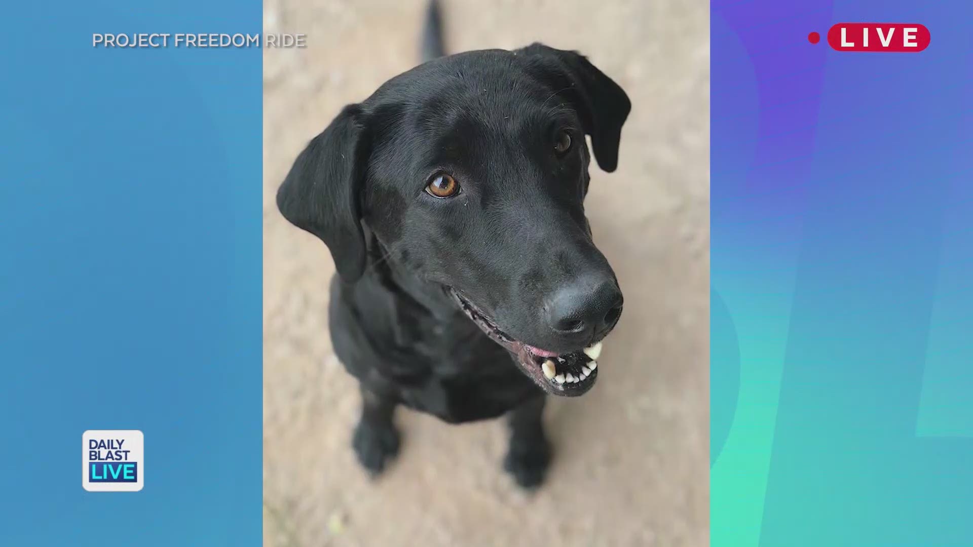 6-year-old Roman is on a mission to find homes for each and every rescue dog. This week, Roman is trying to find a forever family for Jett and Fischer, two 3-month-old lab mixes needing a new home. Daily Blast LIVE checked-in with our favorite puppy pitch